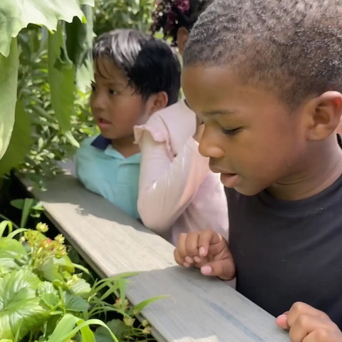 Kids examining vegetable garden