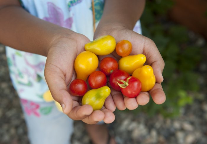 Fresh vegetables cupped in a child's hand