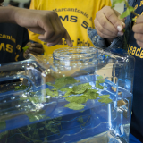 Leaves in water